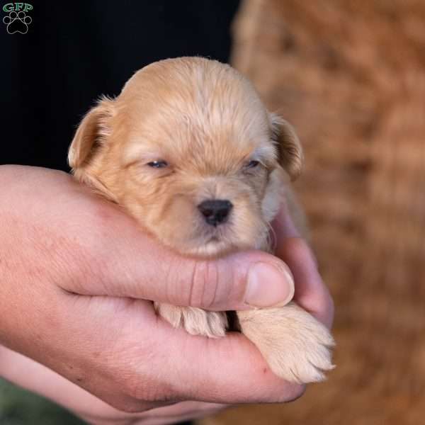 Storm, Teddy Bear Puppy